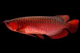 Red Arowana