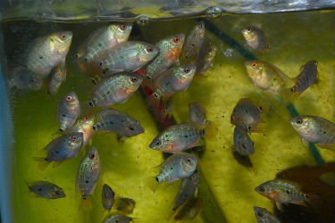 flowerhorn frys