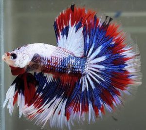 Betta