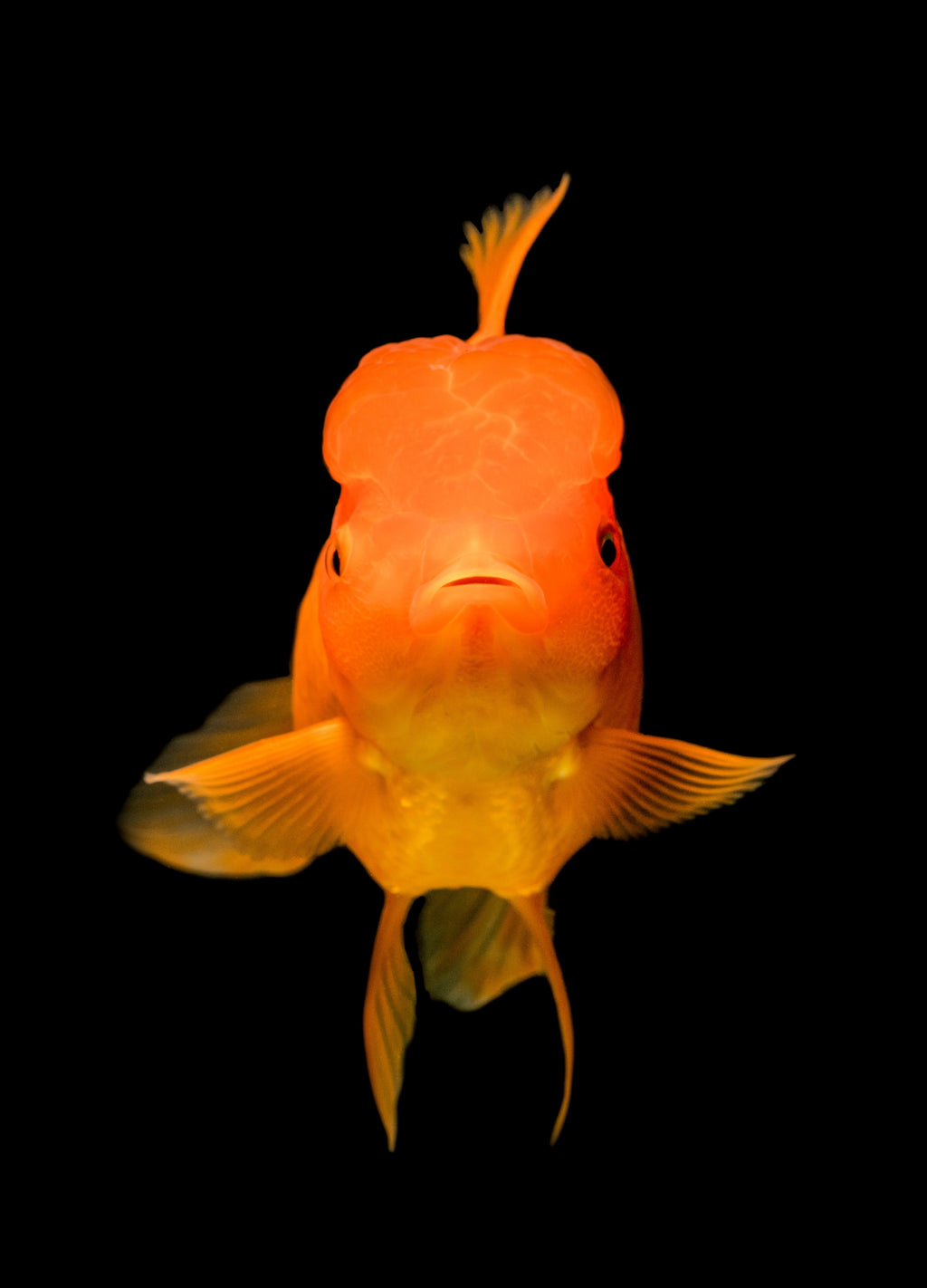 Adult Gold Fish