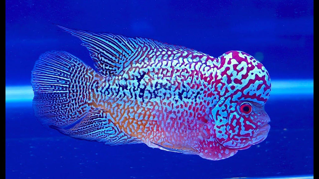 A Flowerhorn